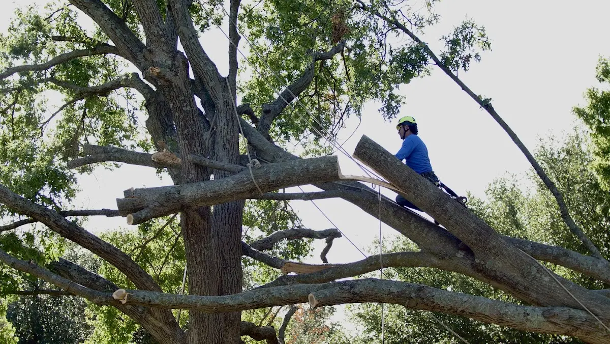 Professional Hazardous Tree Removal performed by certified arborists in Tekonsha